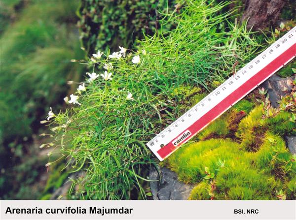 Arenaria curvifolia Majumdar